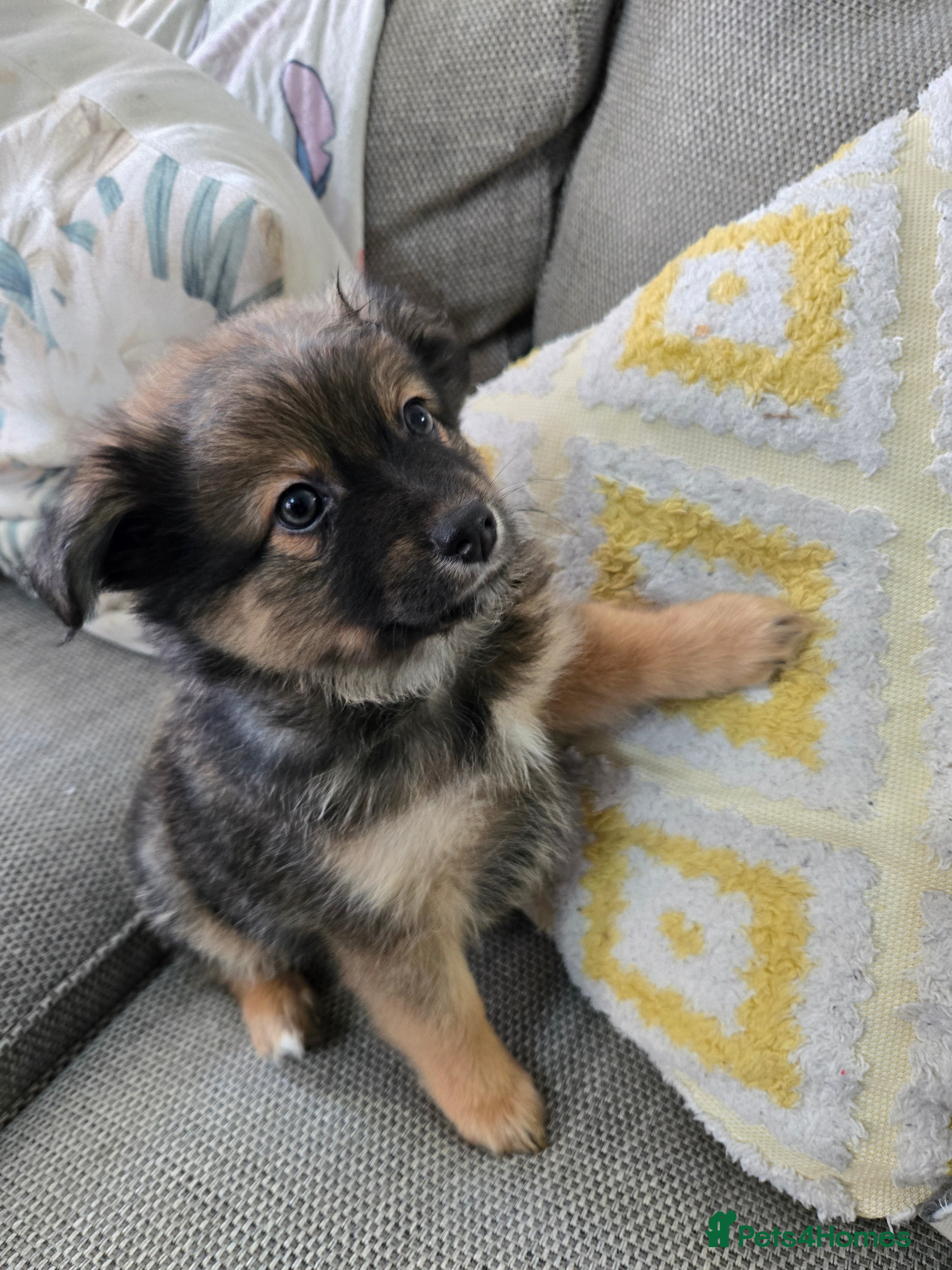 Pomchi dogs 🐶 Adorable Pomchi Puppies Available! 🐶 - Advert 2
