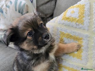 Pomchi dogs 🐶 Adorable Pomchi Puppies Available! 🐶 - Advert 2