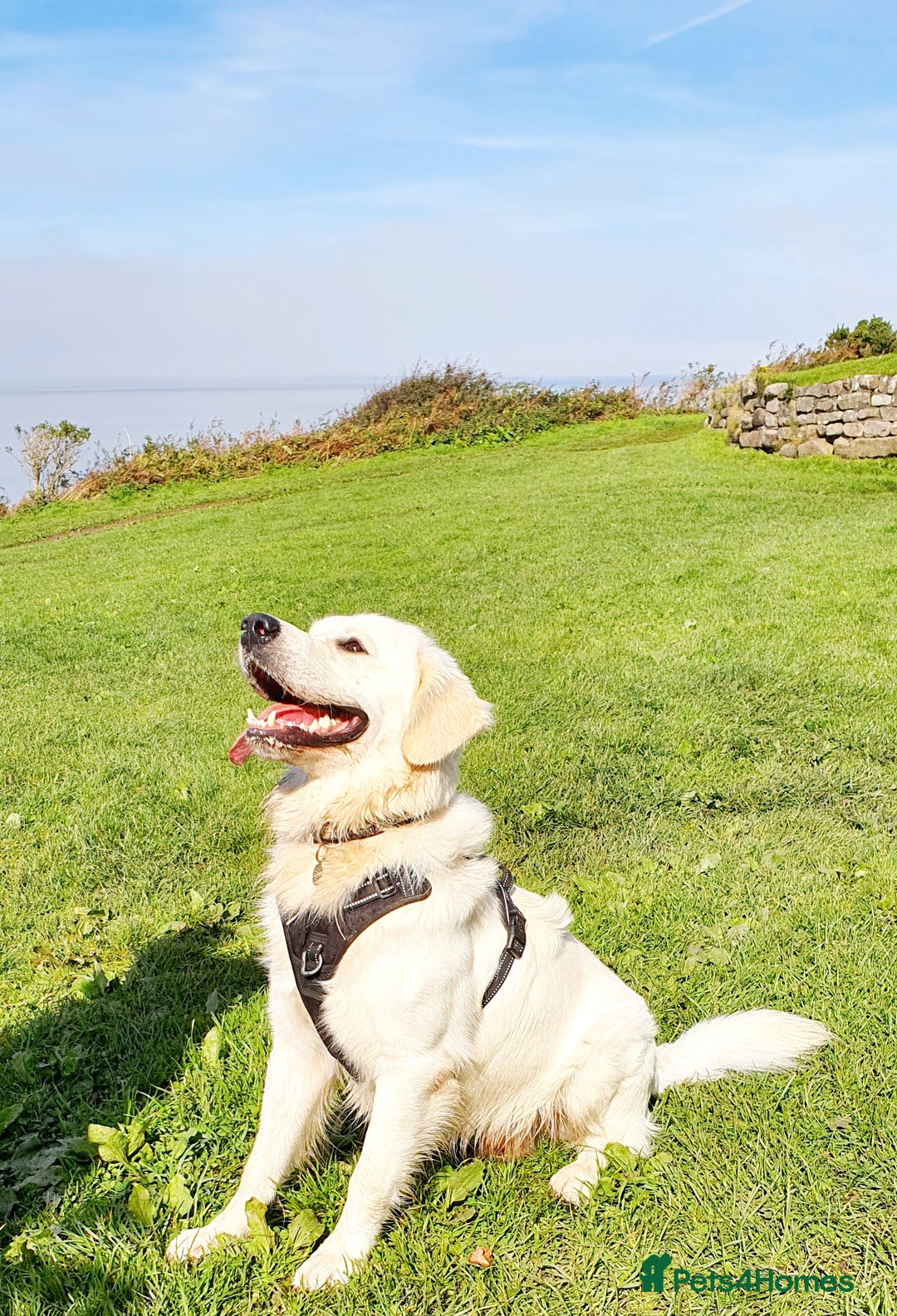 Golden Retriever dogs for stud: Stunning cream Golden Retriever for STUD in Lancaster - Advert 10