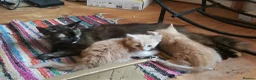 Mixed Breed cats for sale: AMAZING, BEAUTIFUL, CLEVER, HEALTHY KITTENS - Advert 1