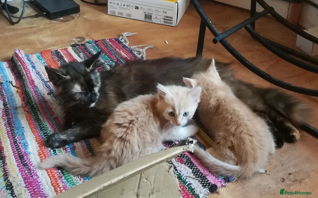 Mixed Breed cats for sale: AMAZING, BEAUTIFUL, CLEVER, HEALTHY KITTENS - Advert 1
