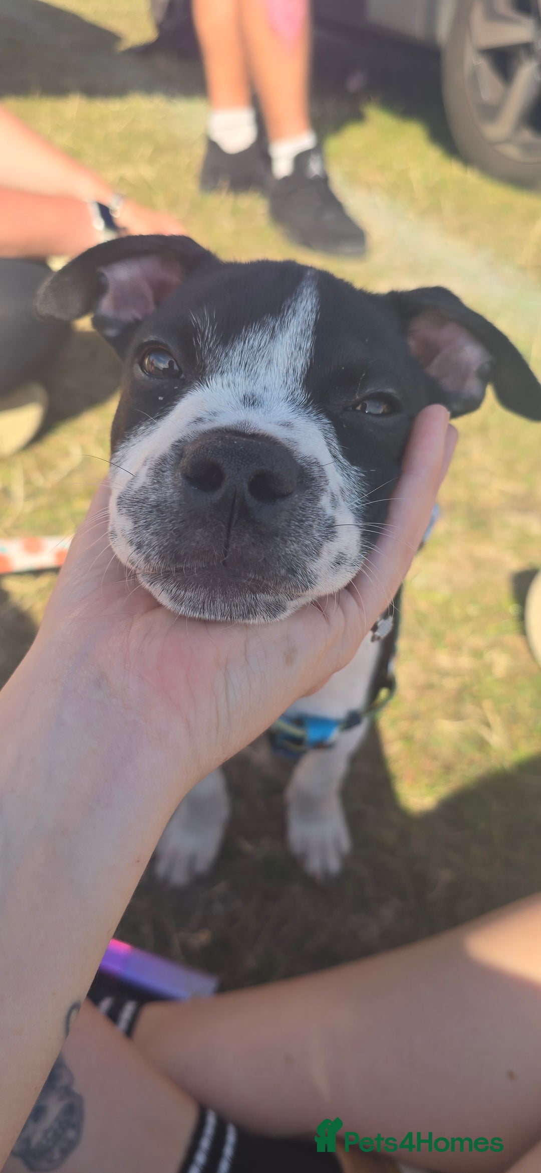 Mixed Breed dogs for sale: Absolutely gorgeous oreo - Image 5