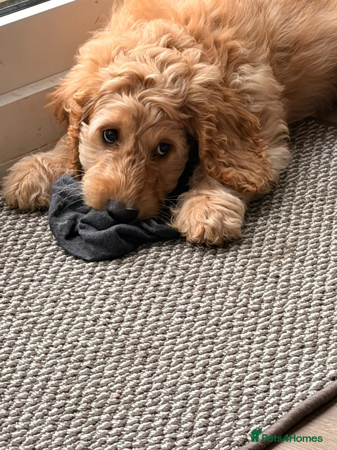 Cockapoo dogs for sale: Stunning cocker poo. Puppy  - Advert 1