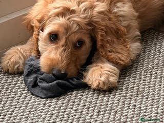 Cockapoo dogs Stunning cocker poo. Puppy - Advert 5