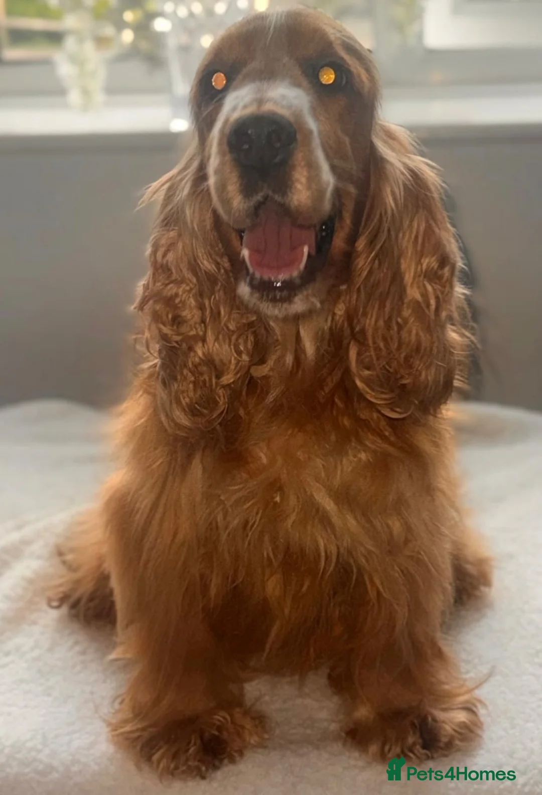 Cocker Spaniel dogs for sale: Beautiful full show type cocker spaniel 🐶🐾 - Advert 1
