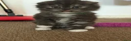Mixed Breed cats for sale: GORGEOUS British Shorthair& ScottishFold Kittens - Advert 28