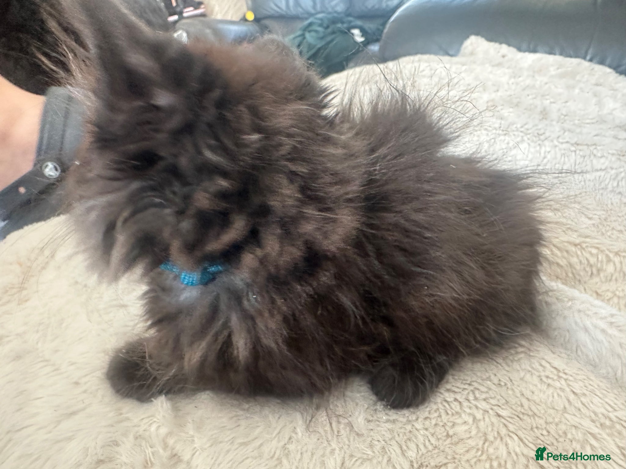 Mixed Breed cats for sale: Ragdoll cross Maincoon  - Advert 3