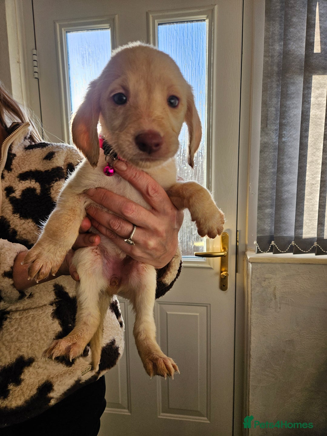 Labradoodle dogs for sale: 9 gorgeous labradoodles, red fox and cream - Advert 17