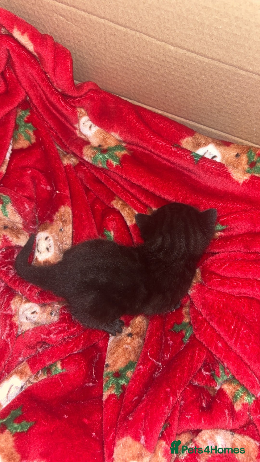 Bengal cats for sale: Bengal kittens  - Advert 13