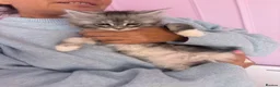 Maine Coon cats for sale: XL TICA REG ACTIVE 1 GIRL ONLY - Advert 13