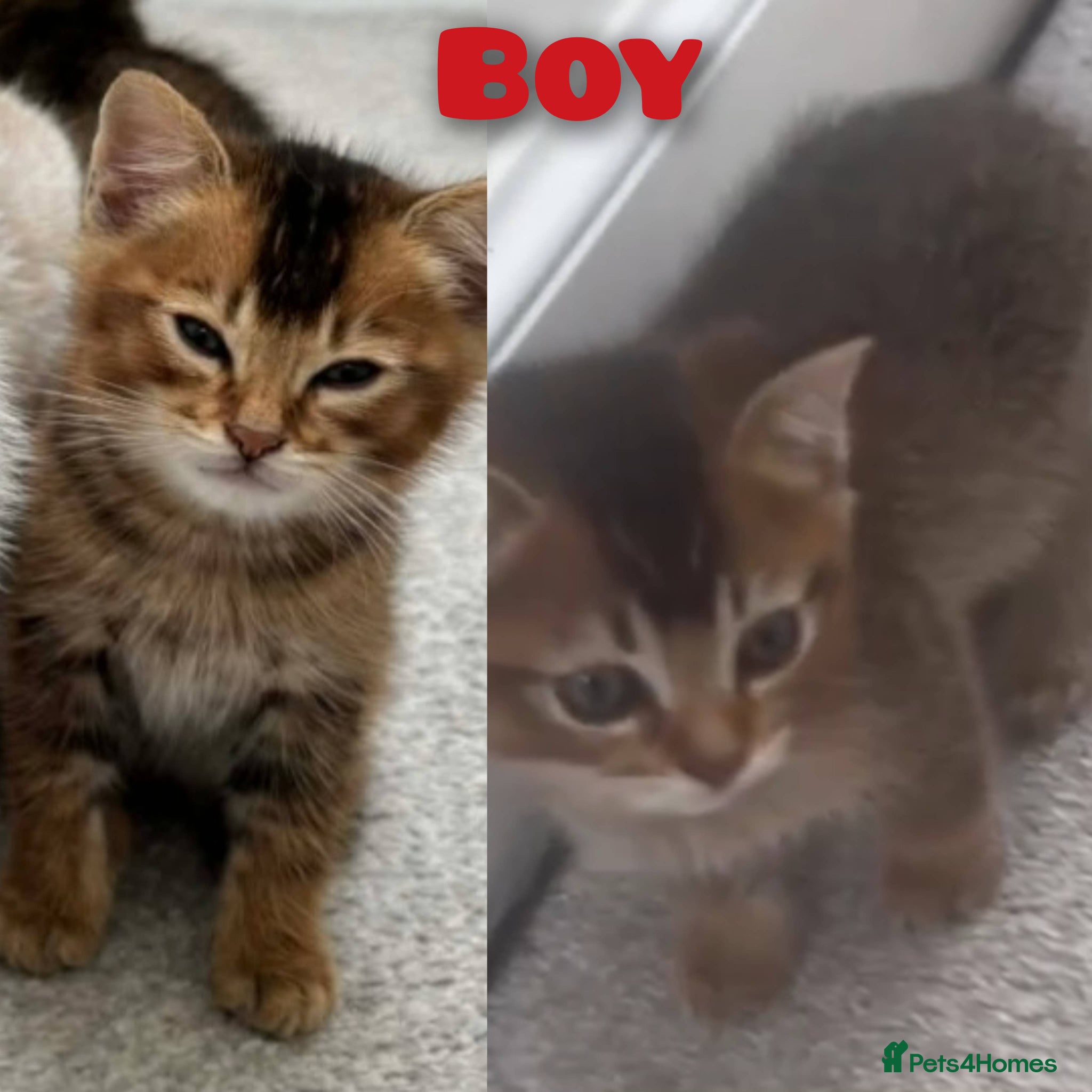 Scottish Fold cats Beautiful Scottish fold/straight ears kittens - Advert 1