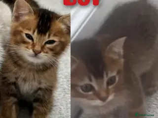 Scottish Fold cats Beautiful Scottish fold/straight ears kittens - Advert 1