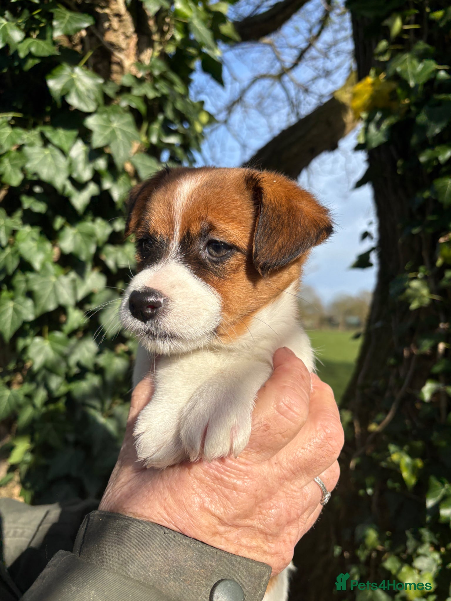 Jack Russell dogs Pedigree Jack Russell Terrier Puppies  - Advert 11