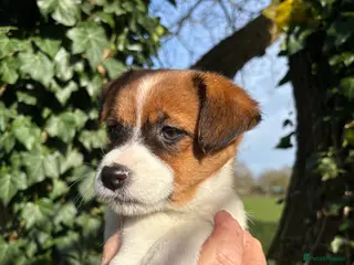 Jack Russell dogs Pedigree Jack Russell Terrier Puppies - Advert 11