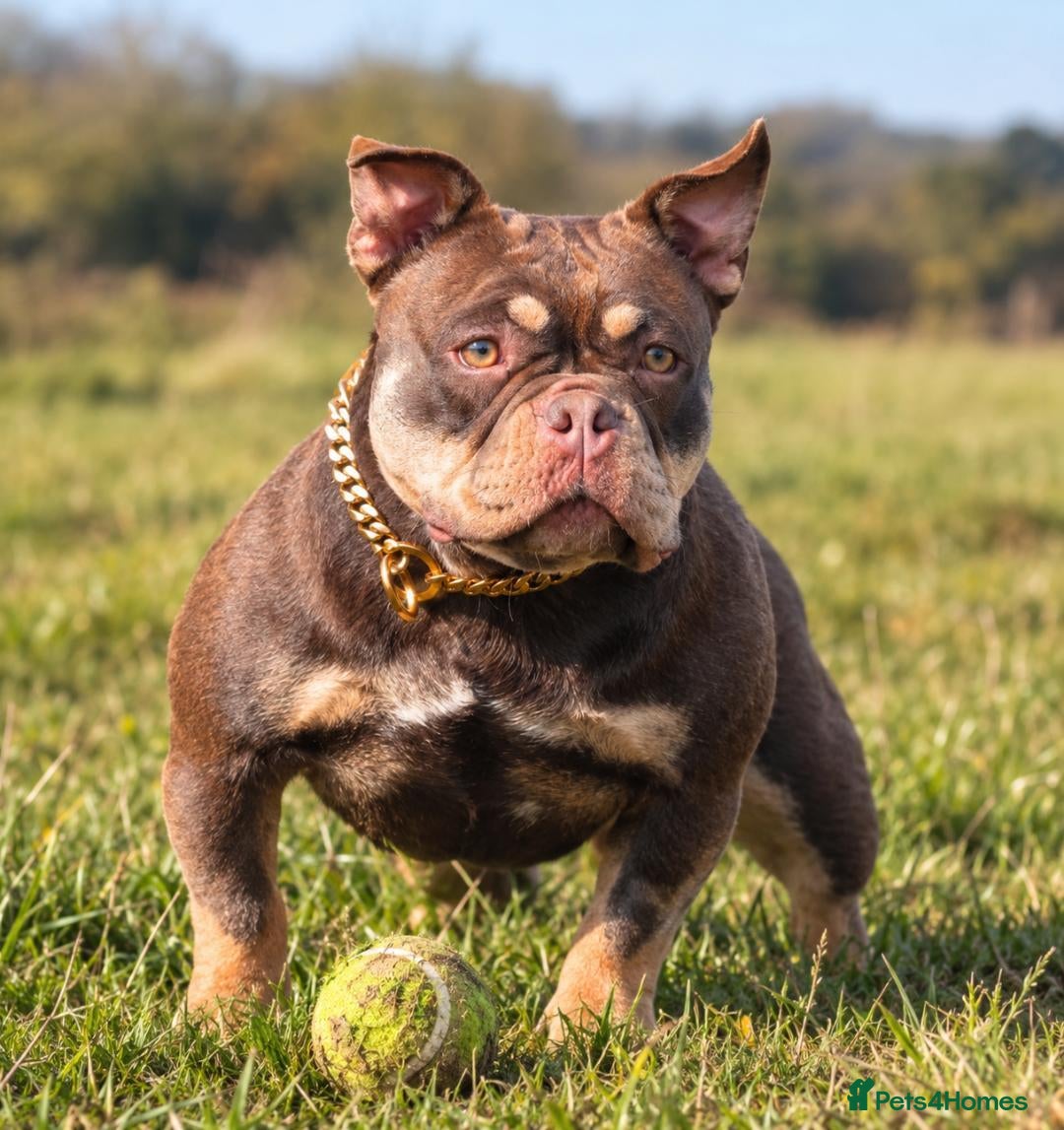 American Bully dogs for sale: American micro bully chocolate tric  - Advert 1