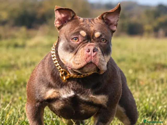 American Bully dogs for sale: American micro bully chocolate tric - Advert 1