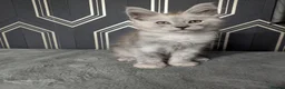 Maine Coon cats for sale: Male Maine coon kittens  - Advert 3