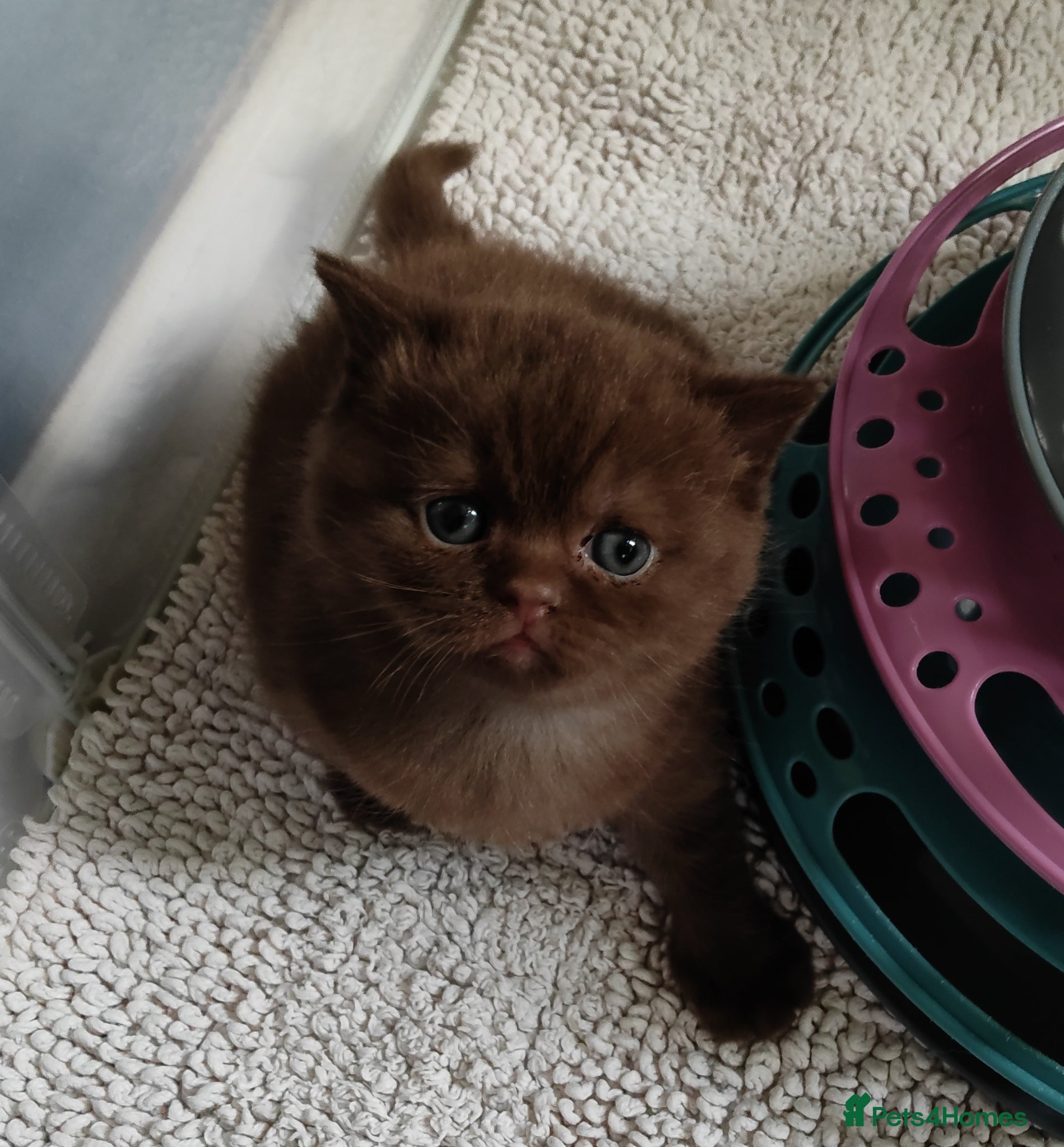 British Shorthair cats Gorgeous chocolate pedigree GCCF reg BSH kittens. - Advert 6