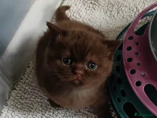 British Shorthair cats Gorgeous chocolate pedigree GCCF reg BSH kittens. - Advert 6