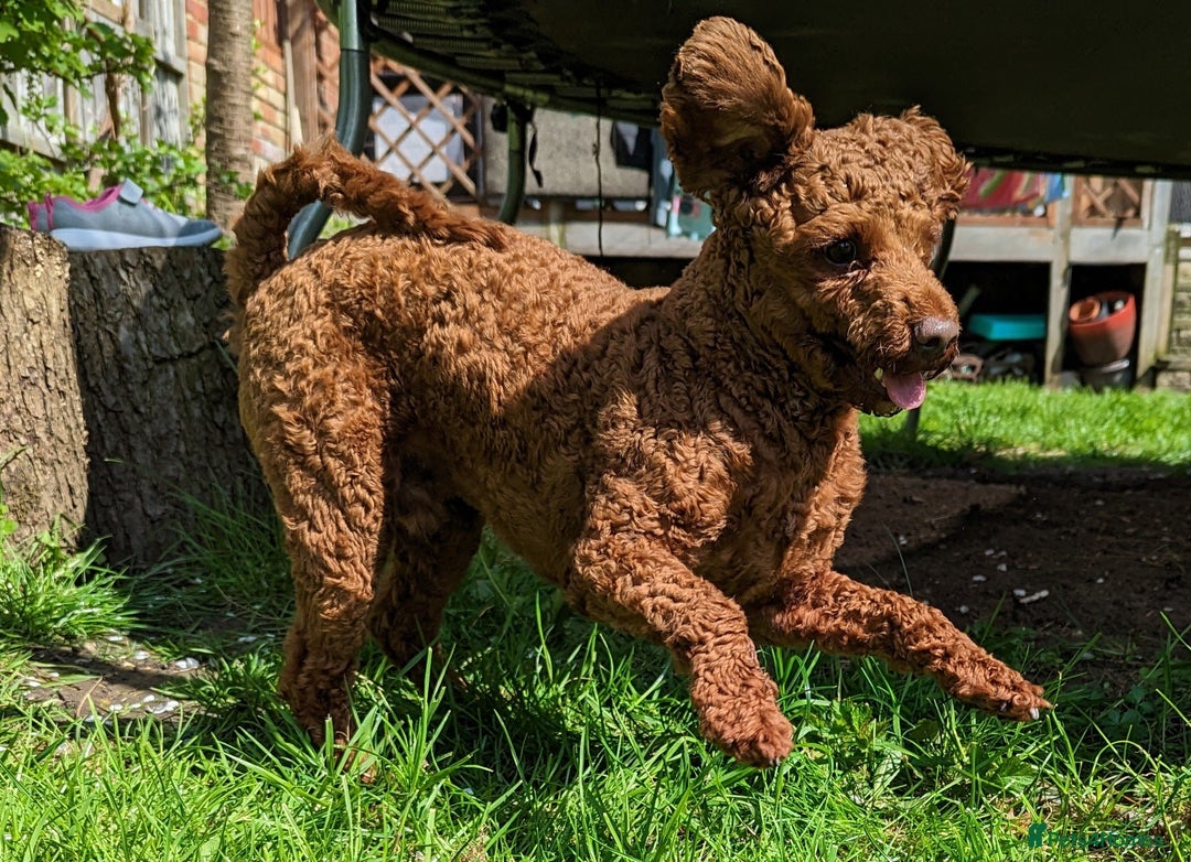 Toy Poodle dogs for stud: For stud Toy-miniature poodle  - Advert 1