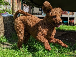 Toy Poodle dogs For stud Toy-miniature poodle - Advert 1