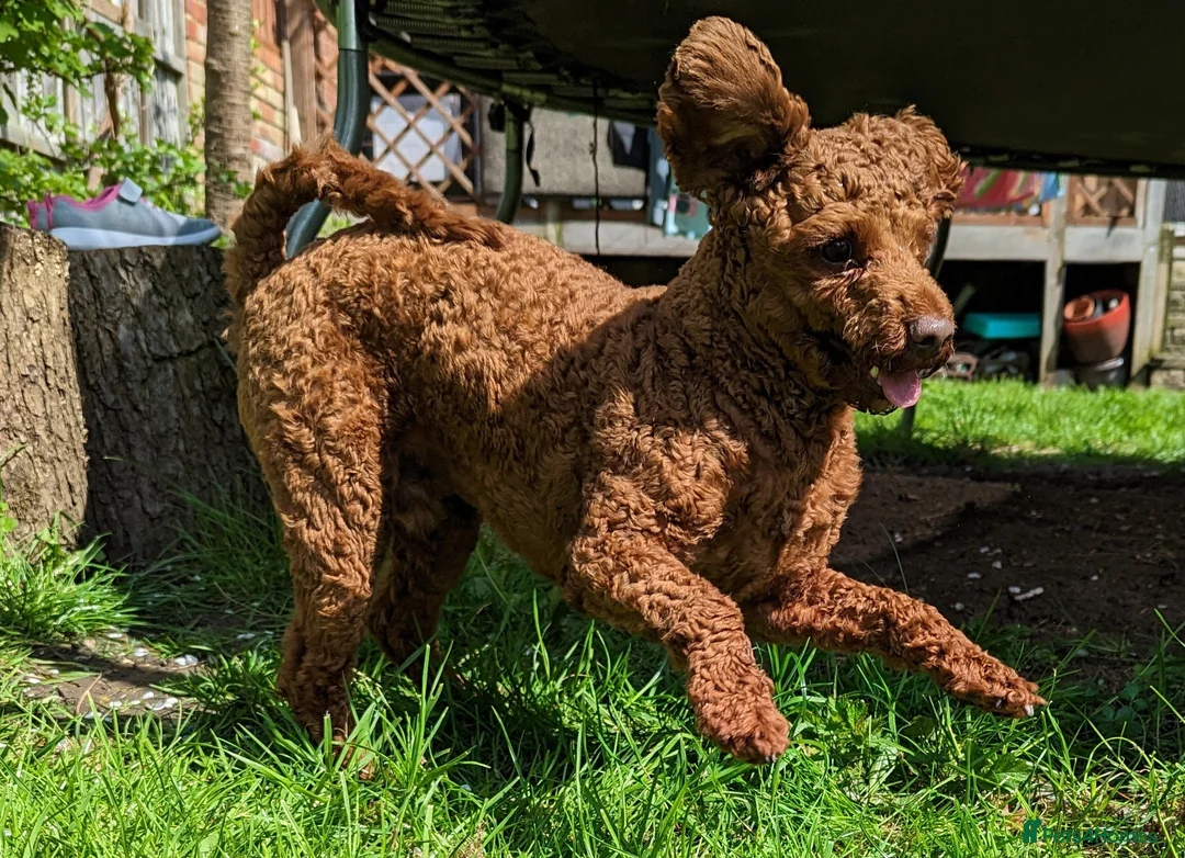 Toy Poodle dogs for stud: For stud Toy-miniature poodle  - Advert 1