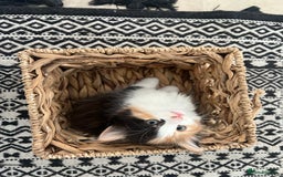Mixed Breed cats for sale: Fluffballs looking for a new loving homes  - Image 7