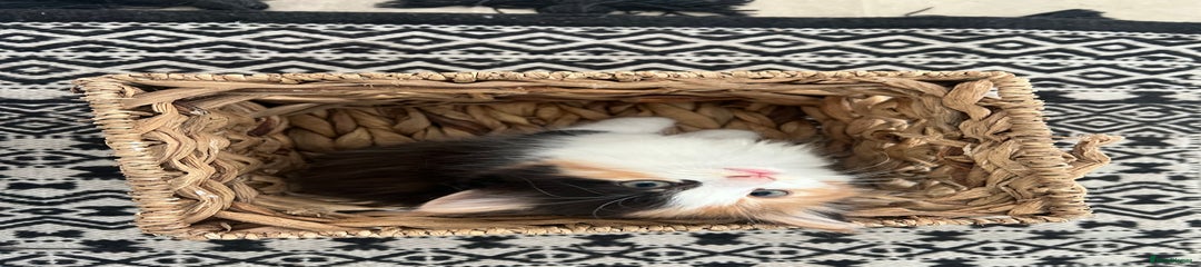 Mixed Breed Kitten 3