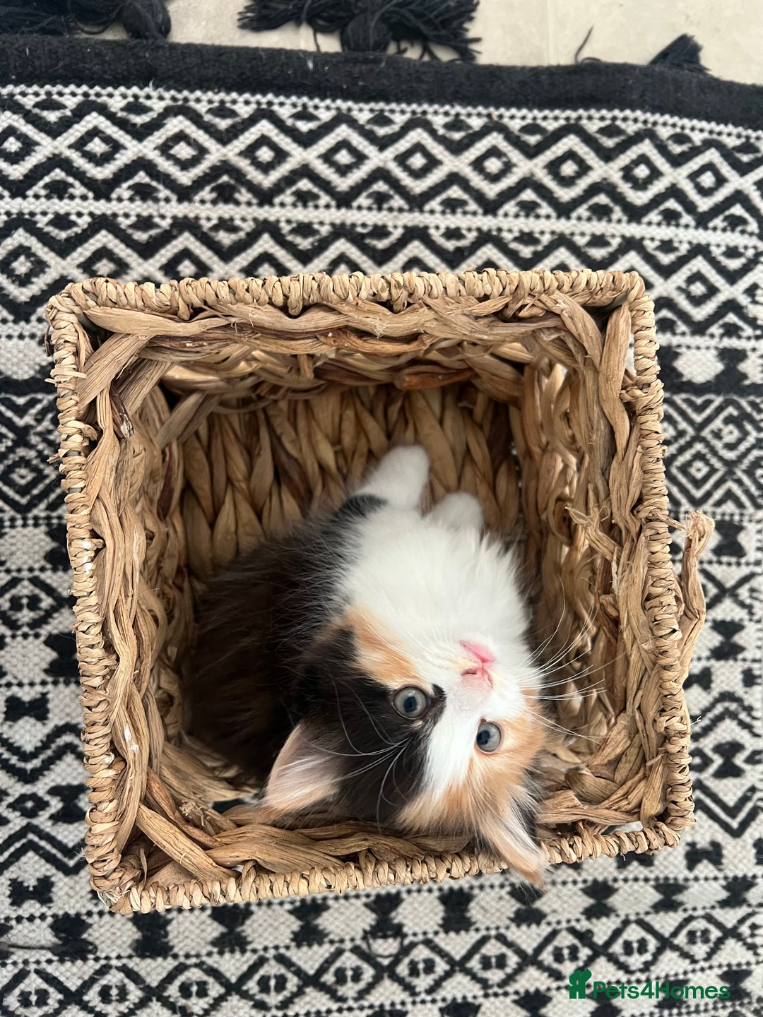 Mixed Breed cats for sale: Fluffballs looking for a new loving homes  - Image 7