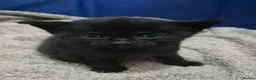 Mixed Breed cats for sale: Beautiful Black Kittens Looking for Forever Home  in Preston - Advert 4