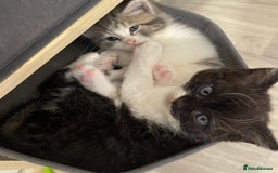 Mixed Breed cats for sale: Stunning Ragdoll Cross Kittens - Image 3