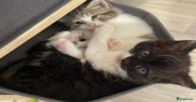 Mixed Breed cats - Advert 3