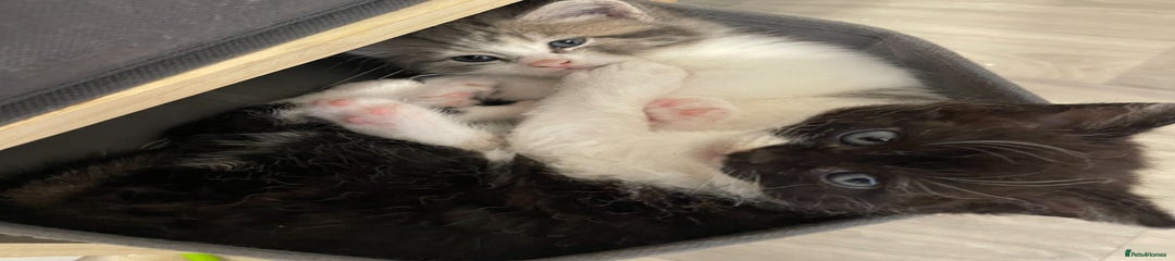 Mixed Breed Kitten 2