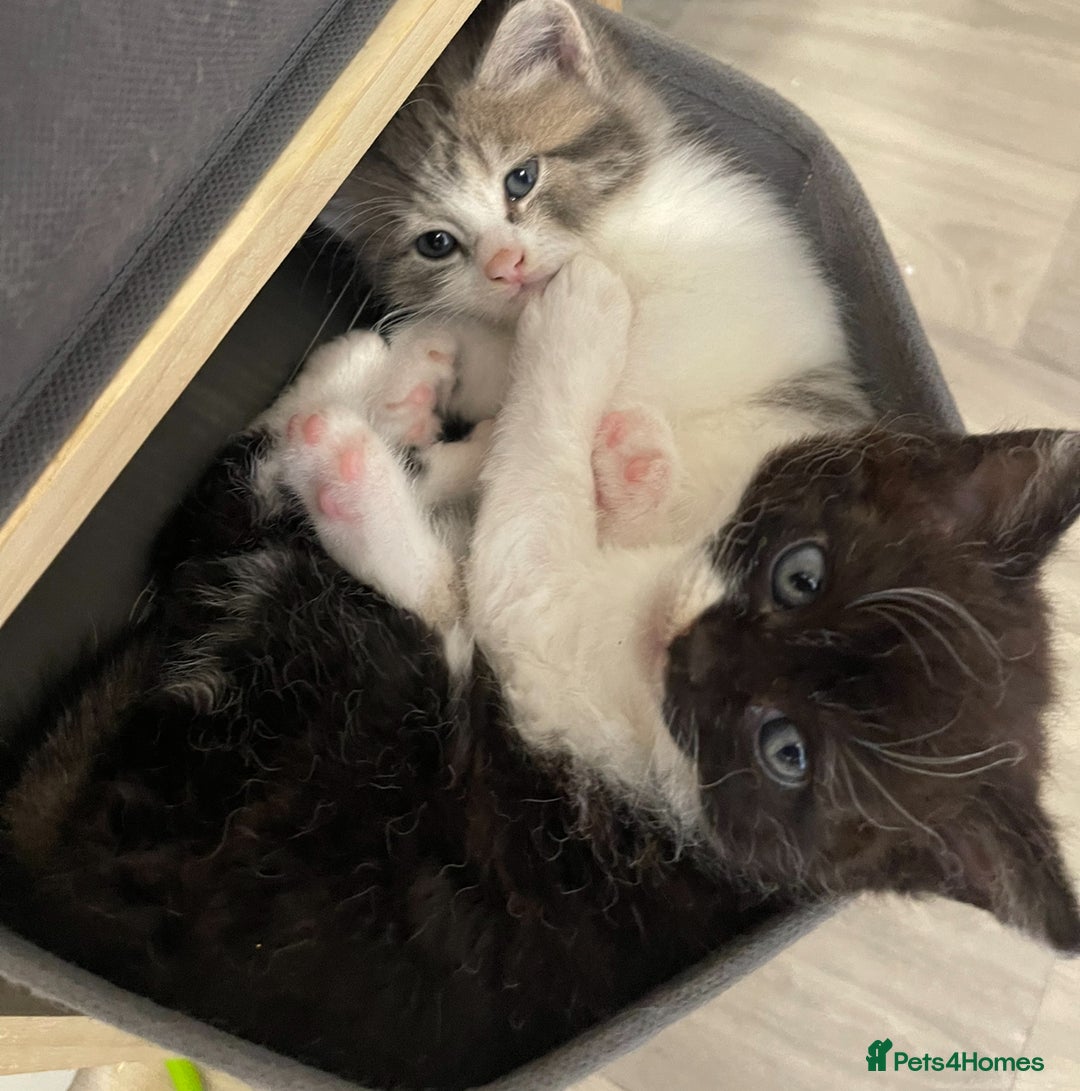 Mixed Breed cats for sale: Stunning Ragdoll Cross Kittens - Image 3