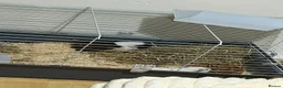 Guinea Pig rodents for sale: Two female guinea pigs  in Barnet - Advert 6