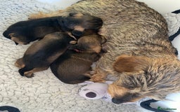 Miniature Dachshund dogs for sale: 5* Licenced-KC MINI wire-PRA & LAFORA clear - Image 7