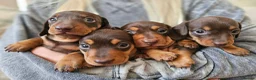 Miniature Dachshund dogs for sale: Miniature Dachshund Chocolate/Tan KC Reg Puppies - Advert 13