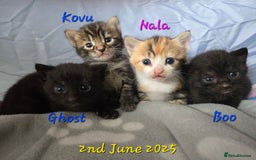 Mixed Breed cats for sale: 🐾😸kittens😸🐾  - Image 1
