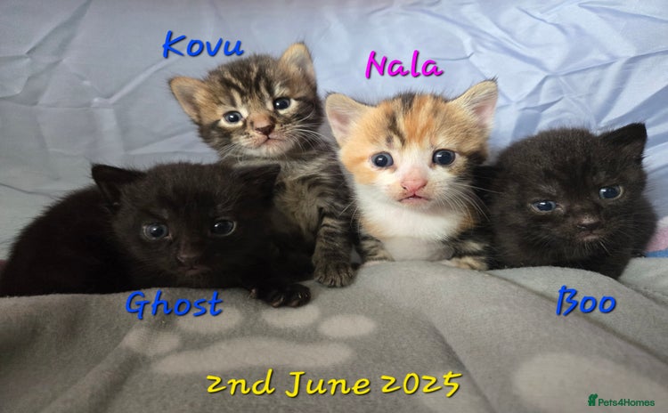 Mixed Breed cats - Advert 7