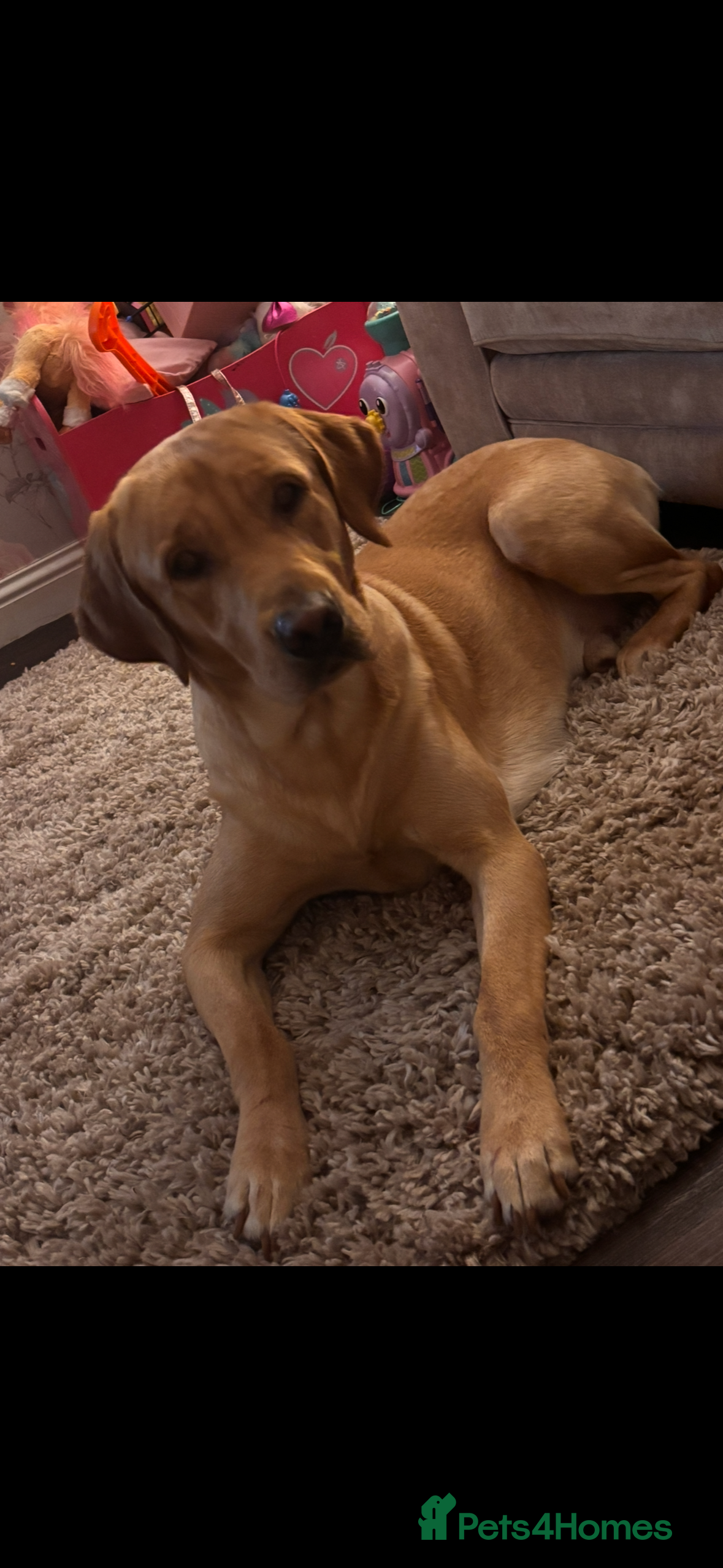 Labrador Retriever dogs Beautiful golden lab boy - Advert 1