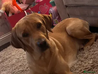 Labrador Retriever dogs Beautiful golden lab boy - Advert 1