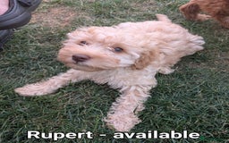 Cockapoo dogs for sale: Cockapoo puppies born 16/4/2025 in Dewsbury - Image 4