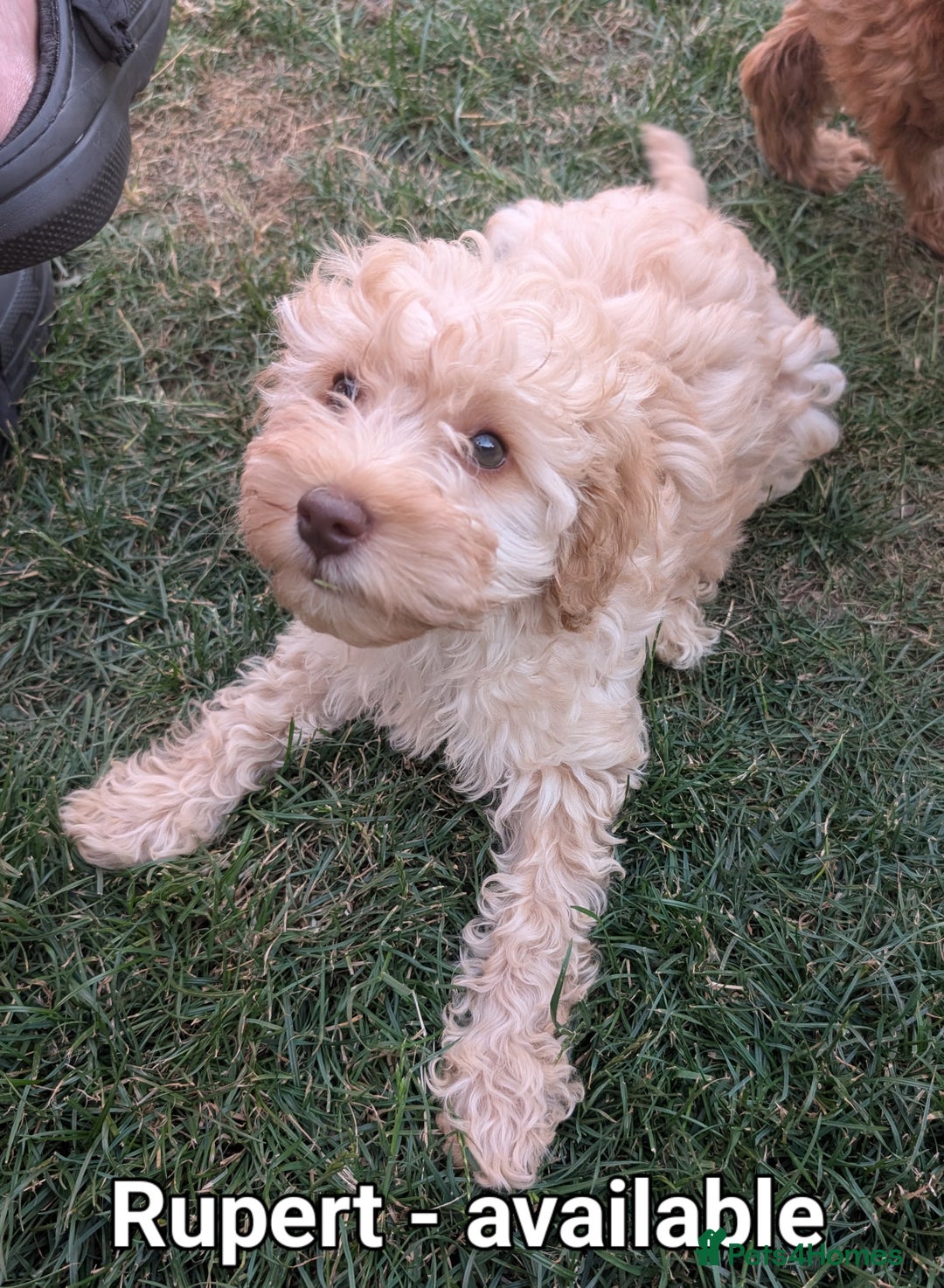Cockapoo dogs for sale: Cockapoo puppies born 16/4/2025 in Dewsbury - Image 4