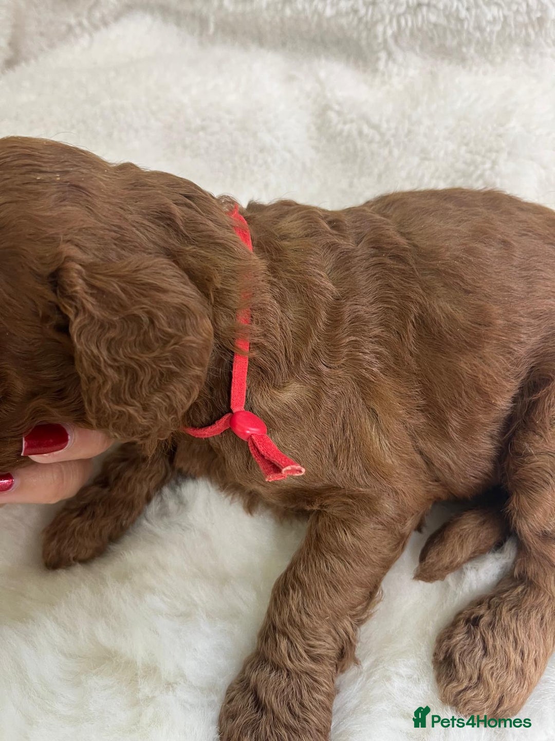 Goldendoodle dogs for sale: Outstanding Quality health tested Goldendoodles  - Image 30