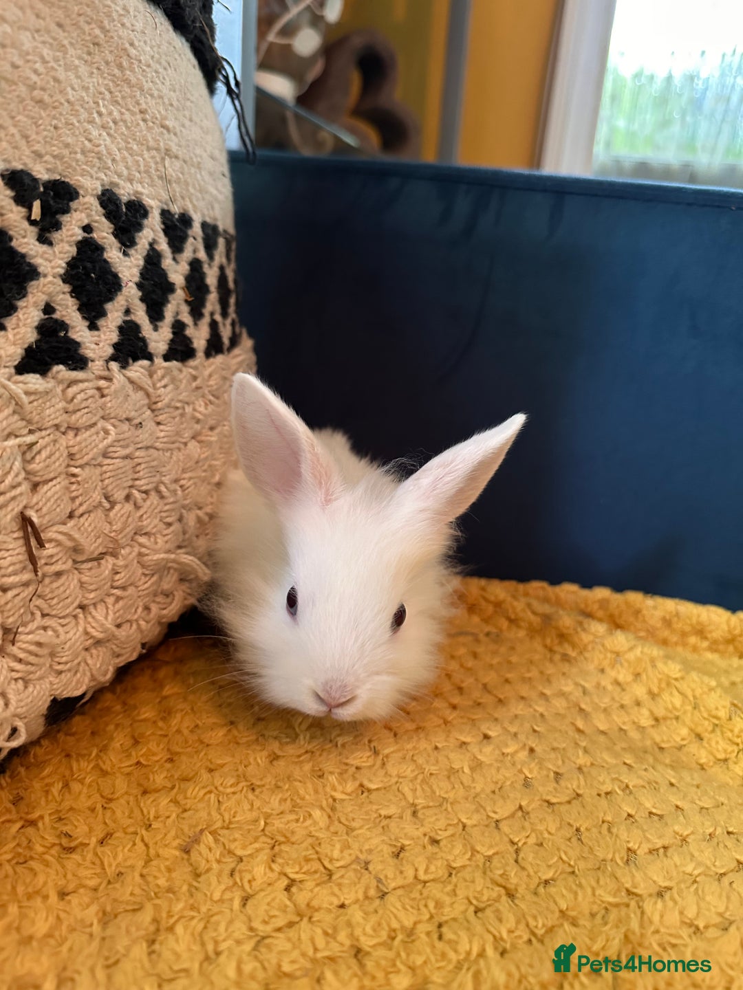 Lionhead rabbits for sale: Lionhead Babies for Sale  - Image 9
