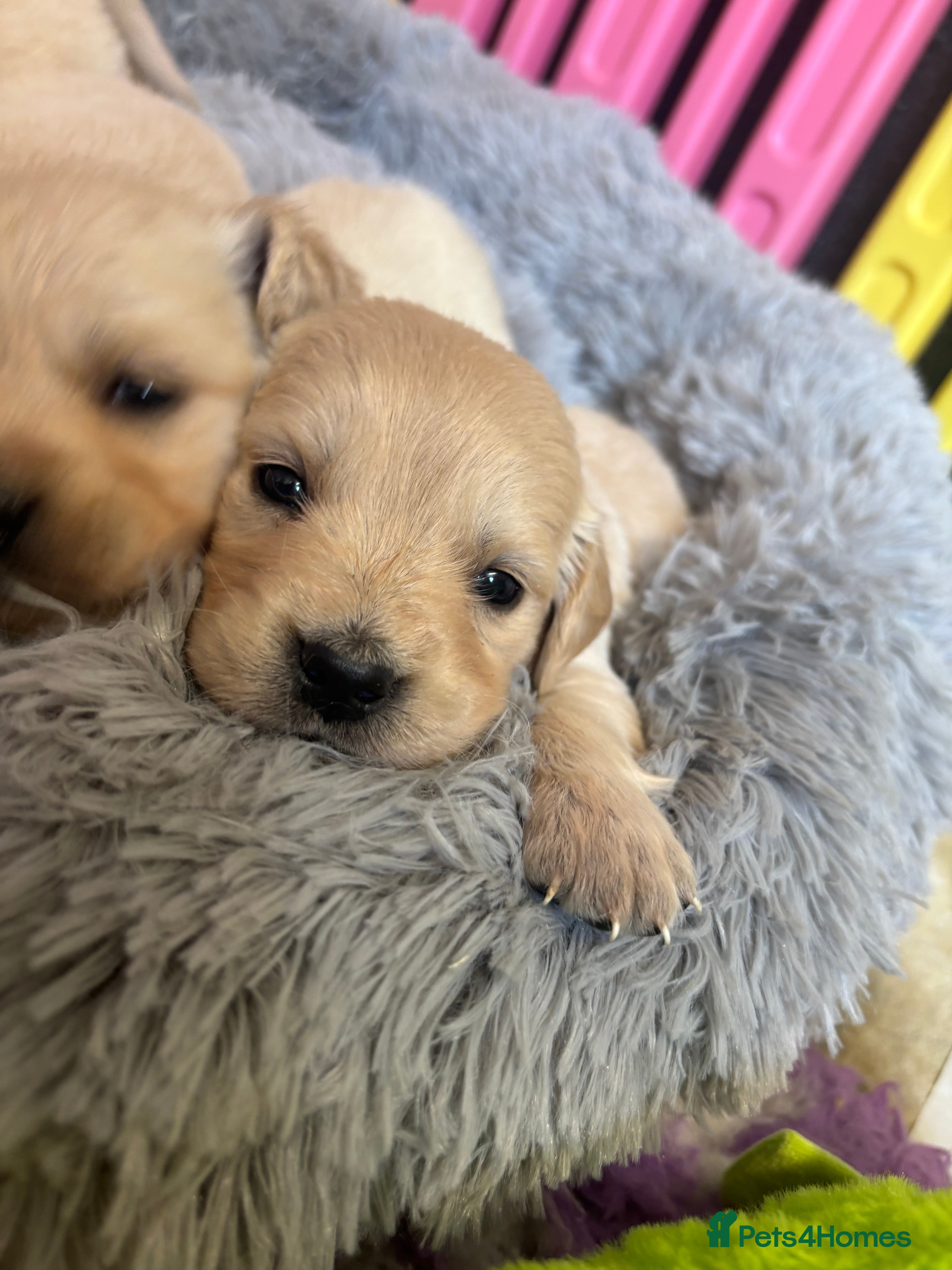 Golden Retriever dogs Beautiful Kc registered Golden Retriever puppies  - Advert 2