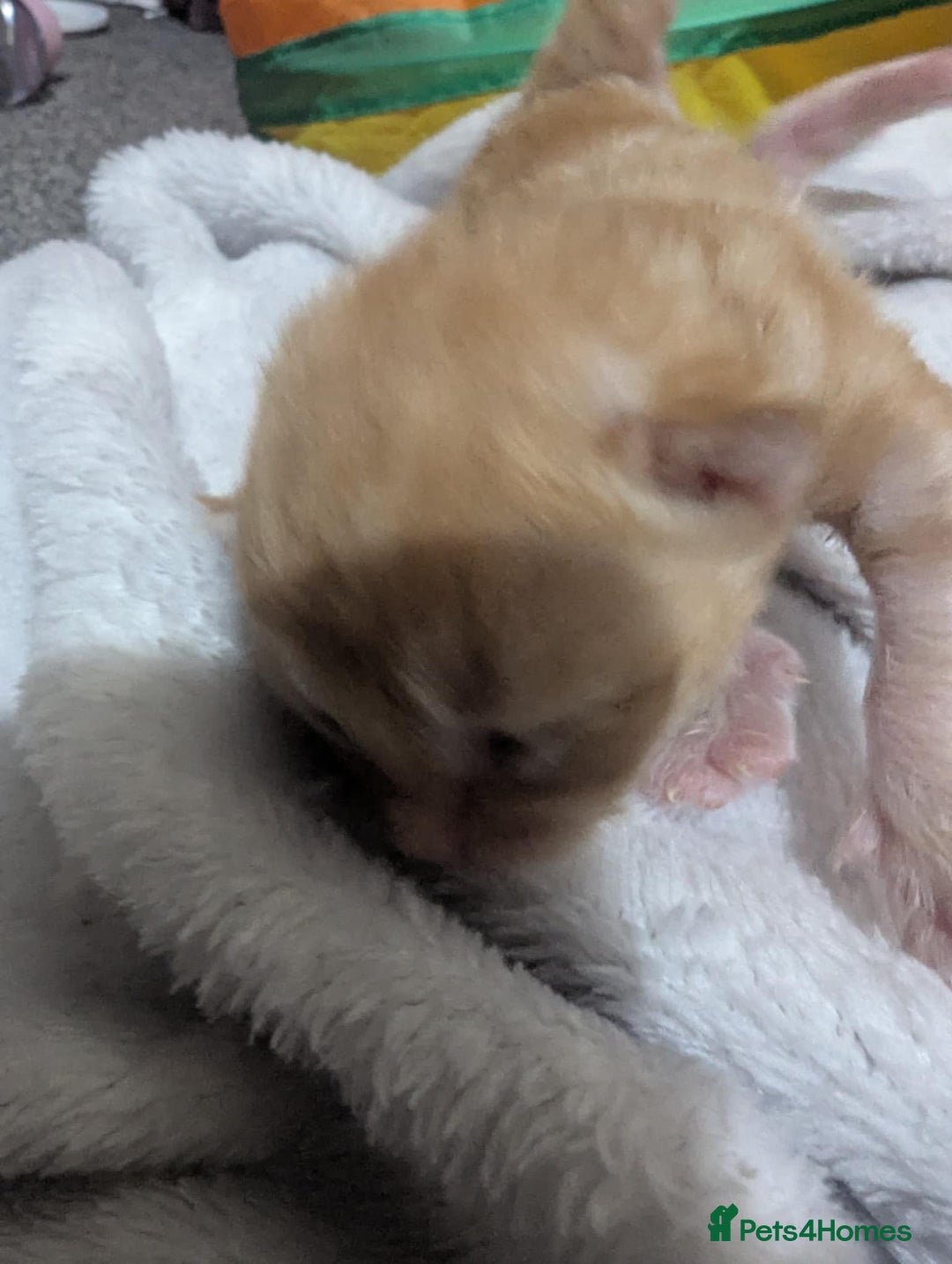 Mixed Breed cats for sale: Beautiful kittens - Image 18