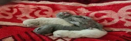 British Shorthair cats for sale: Rare British shorthair kittens - Advert 2