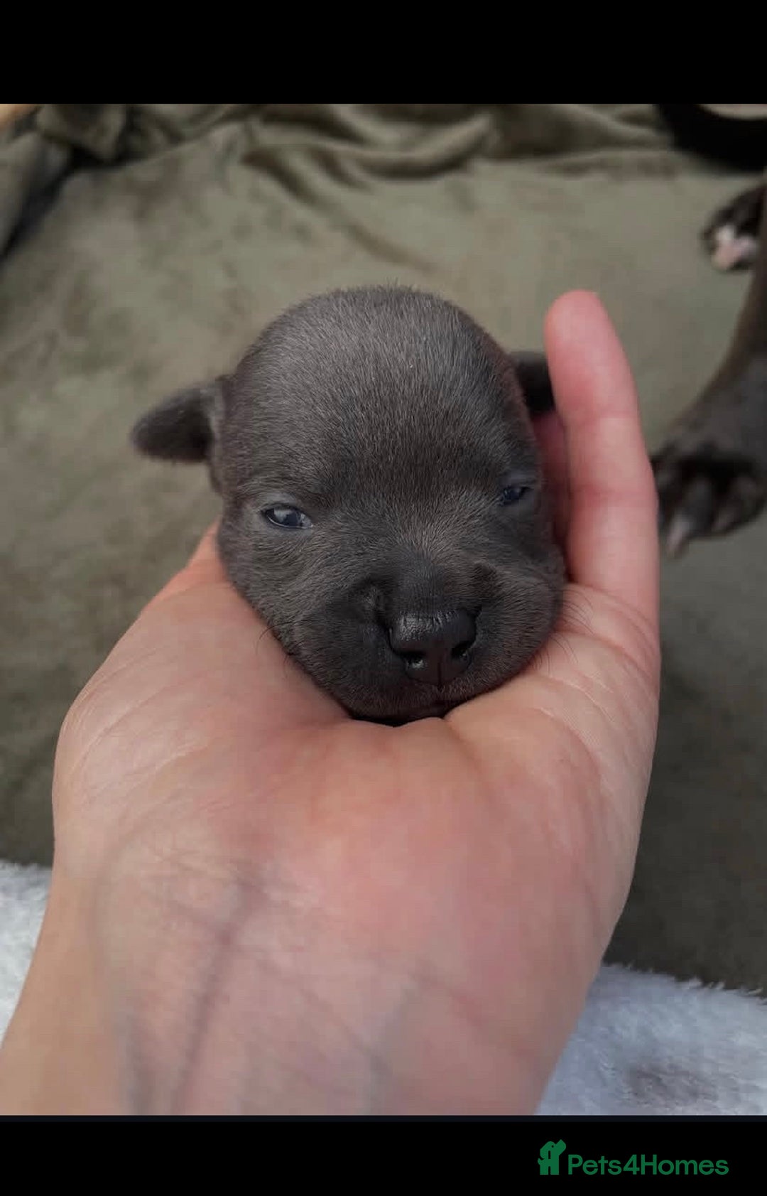 Staffordshire Bull Terrier dogs for sale: 🐶WORMED STAFFORDSHIRE BULL TERRIER PUPPIES 🐶 - Advert 6