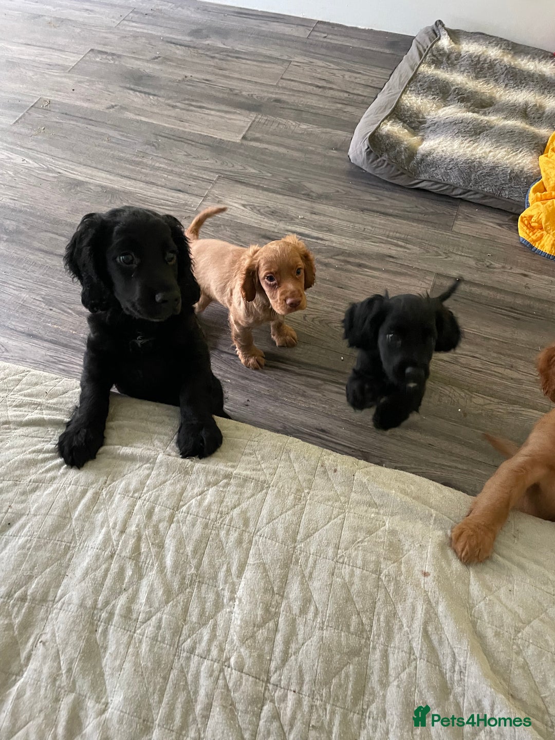 Cocker Spaniel dogs for sale: KC registered cocker spaniel puppies for sale  - Advert 5